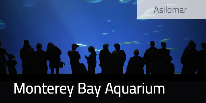 Monterey Bay Aquarium and Other Monterey Activities